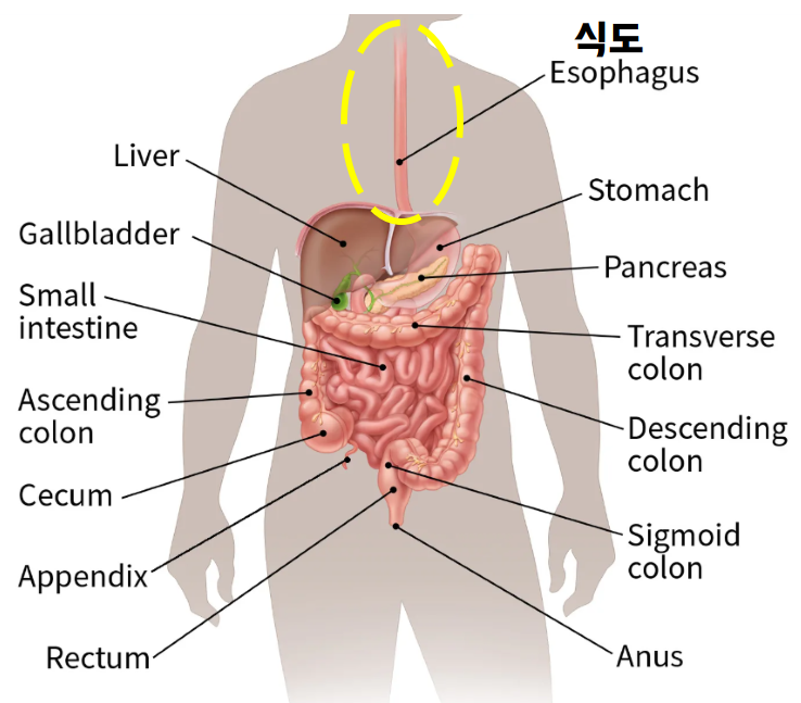 식도와 위 등 소화기관 위치를 보여주는 그림